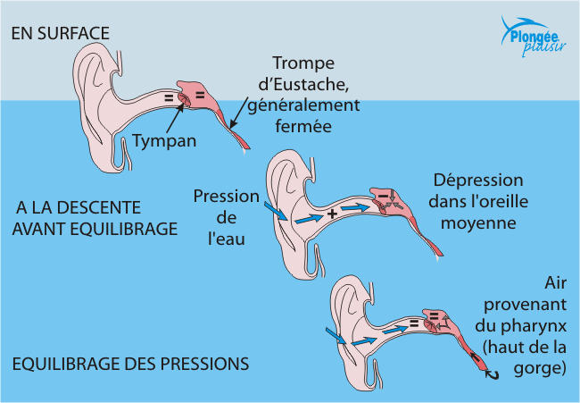 oreille1