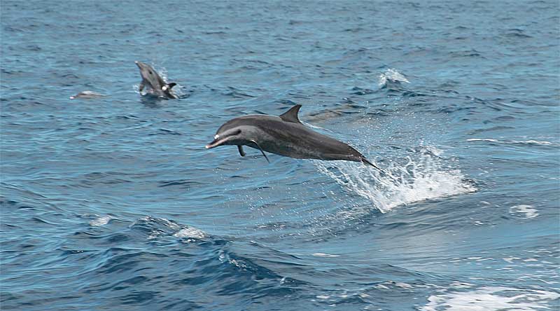 Dauphins Plongée Plaisir