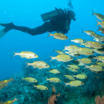How Does Scuba Diving Insurance Work?