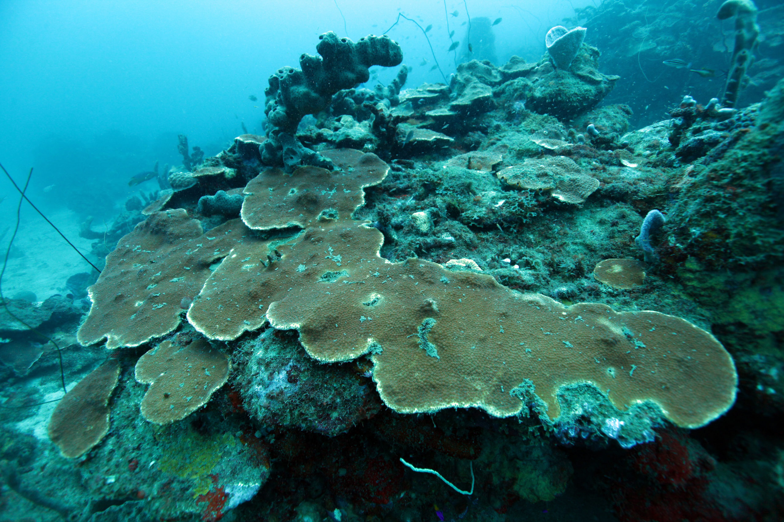 Polynésie : des coraux en pleine santé